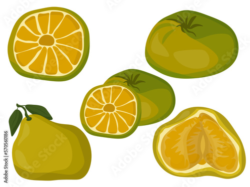 Ugli citrus fruit with yellow-green skin and juicy segments, fruits whole and halves for packaging design, banner or advertising brochure