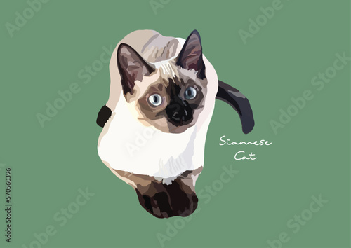 Vector Illustration of  Siamese Cat, Wichien Maat, Cat