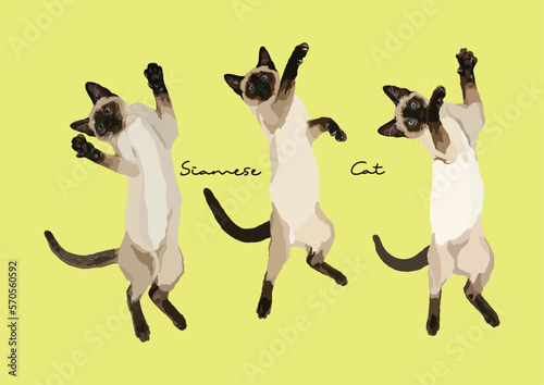 Vector Illustration of  Siamese Cat, Wichien Maat, Cat