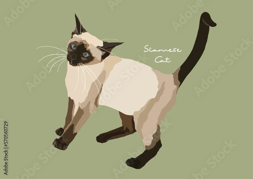 Vector Illustration of  Siamese Cat, Wichien Maat, Cat