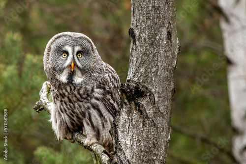 Great-grey owl, Strix nebulosa perched on a branch in taiga landscape, Finland