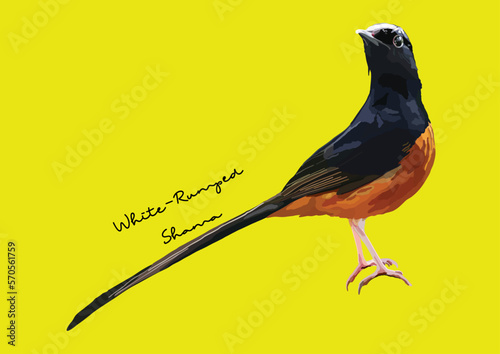 Vector Illustration of White-Rumped Shama, Bird