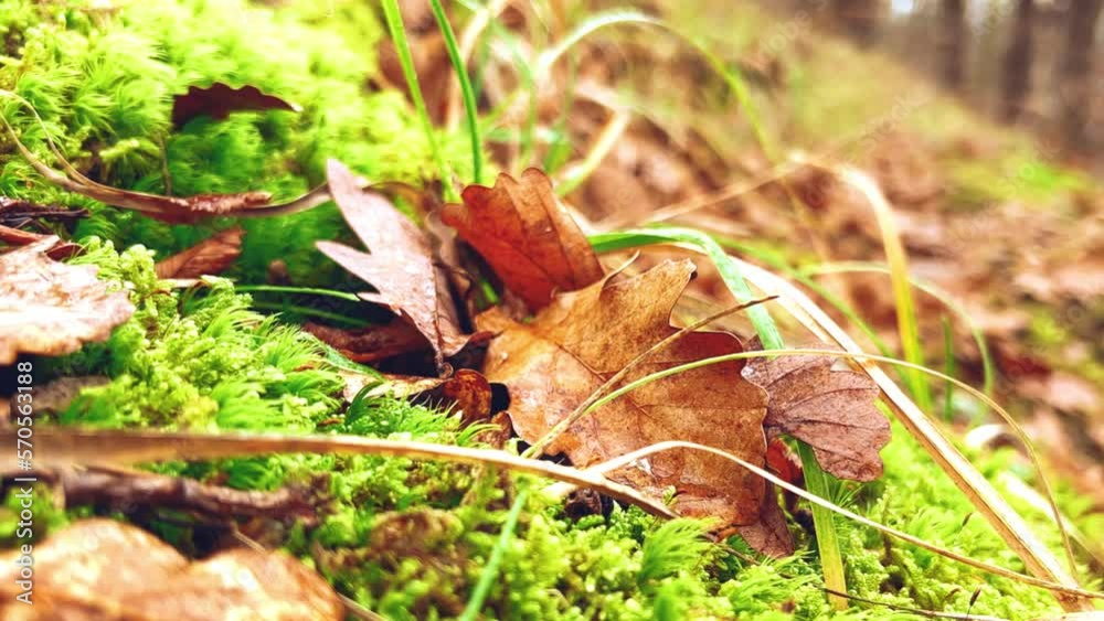 View of fallen leaves of trees and green moss on the background of the Caucasus mountains. Oak foliage. Subtropical forest on the Black Sea coast in Russia. The Greater Caucasus. View of fallen leaves of trees and green moss on the background of the Caucasus mountains. Oak foliage. Subtropical forest on the Black Sea coast in Russia. The Greater Caucasus.