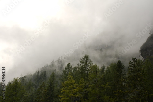 Foggy forest of Braies lake in winter. Clouds in the forest. Green forest with foggy and clouds