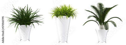 decorative flowers and plants for the interior, isolated on transparent background, 3D illustration, cg render