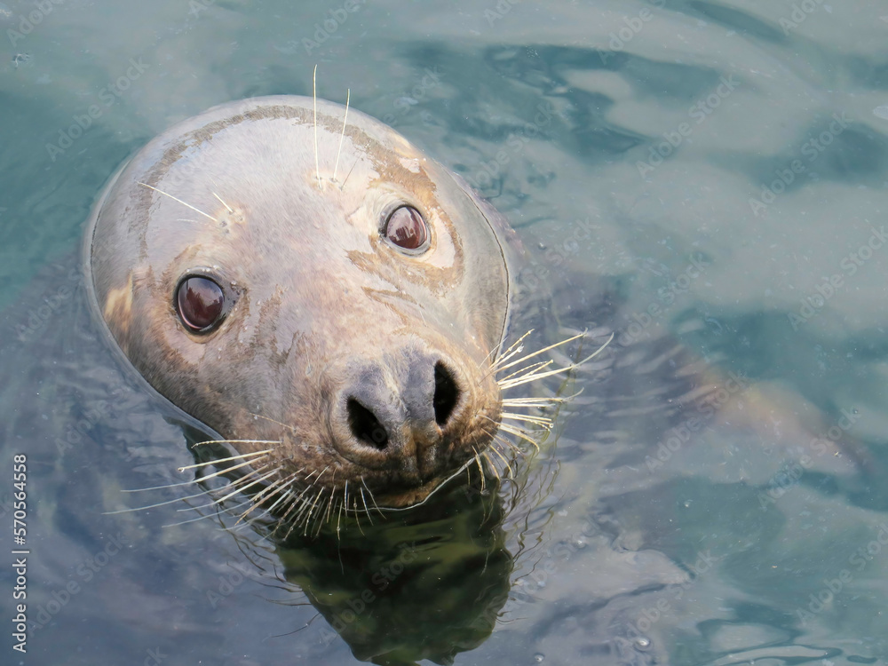 Obraz premium Seal in the sea