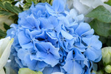 wedding white roses and blue hydrangea close up