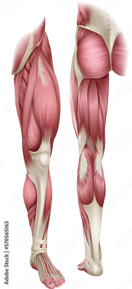 Human body muscles of the leg shown from the front and back anatomy or ...