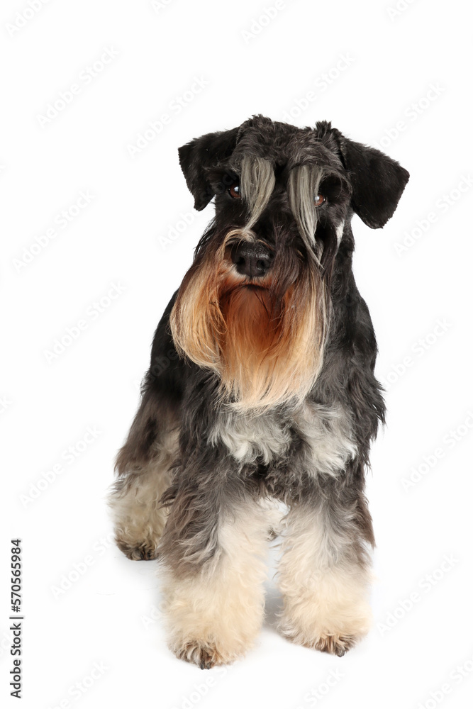 standing adult schnauzer isolated on white 