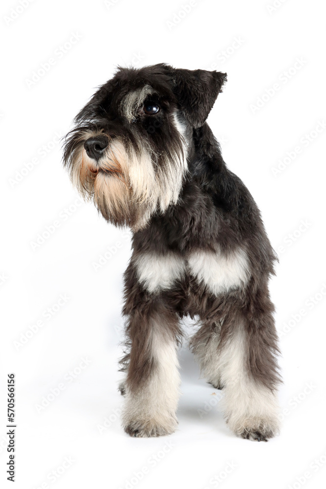 standing miniature schnauzer isolated on white 