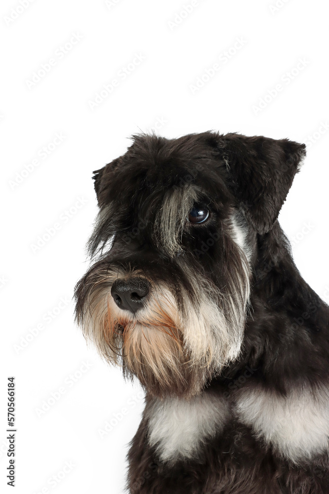 portrait of a puppy isolated on white 