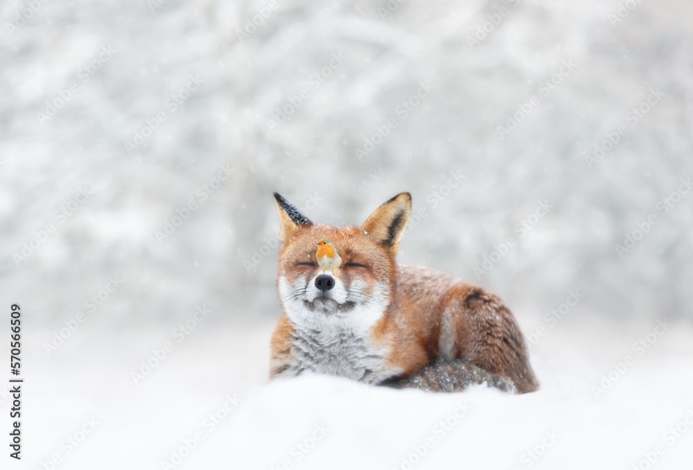 Fototapeta premium Red fox and robin in the falling snow in winter