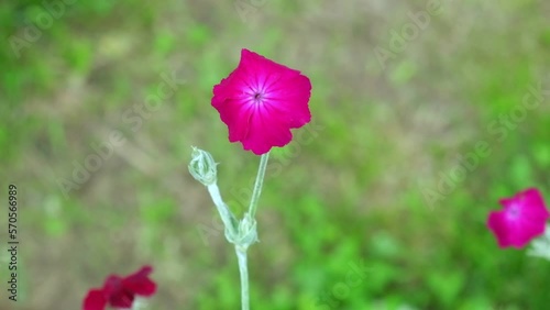 Silene coronaria, the rose campion. Common named is dusty miller, mullein-pink and bloody William. Lychnis coronaria. Floral background with Copy Space. Ornamental plant for landscaping. Garden design photo