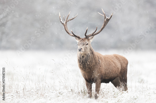 Close up of a Red deer stag in winter © giedriius