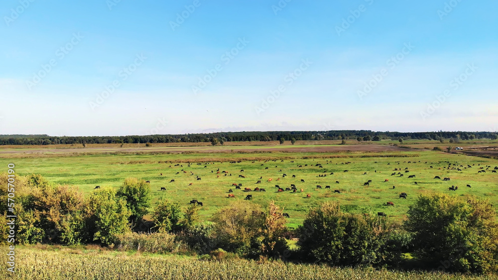 in meadow, on green grassy field, many brown and black pedigree, breeding cows, bulls are grazing. on farm. summer warm day. aero video. breeding, selection of cows, bulls in meadow, on green grassy field, many brown and black pedigree, breeding cows, bulls are grazing. on farm. summer warm day. aero video. breeding, selection of cows, bulls