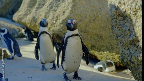 Penguin in South Africa, Boulders Beach