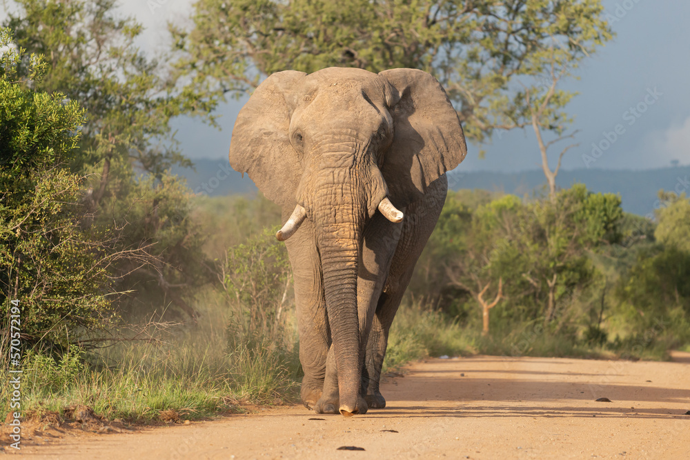 Fototapeta premium African bush elephant - Loxodonta africana also known as African savanna elephant walking on road with green vegetation in background. Photo from Kruger National Park in Kruger.