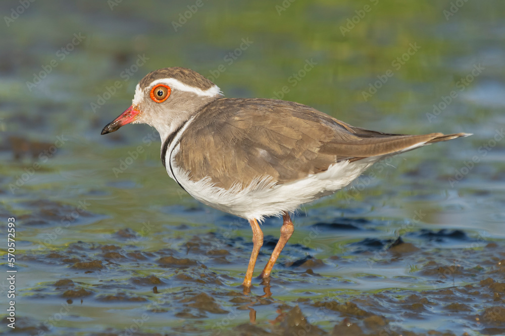 Three-banded plover, or three-banded sandplover - Charadrius tricollaris wading in water. Photo from Kruger National Park in South Africa.