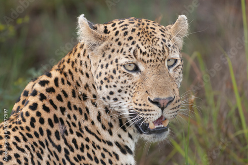 Portrait of Leopard - Panthera with green grass in background. Photo from Kruger National Park in South Africa.