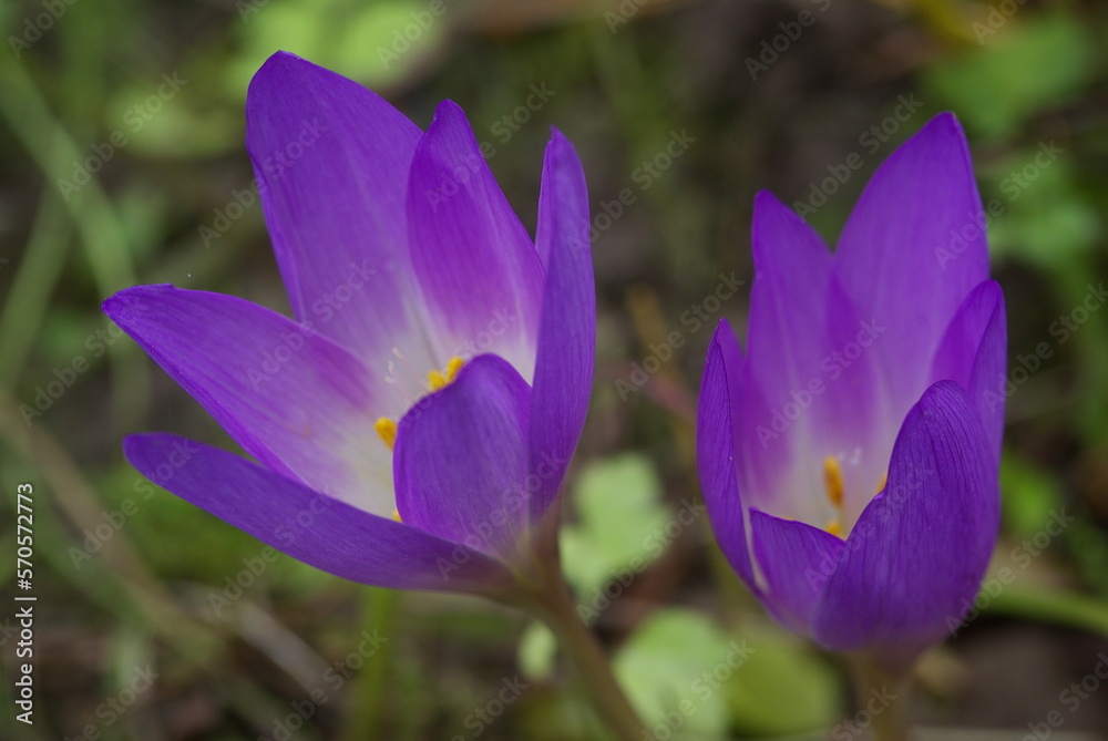 Fototapeta premium purple crocus flower