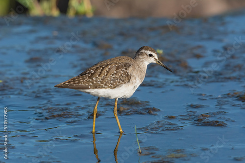 Common sandpiper - Actitis hypoleucos wading in water with dark blue background. Photo from Kruger NationalPark in South Africa.