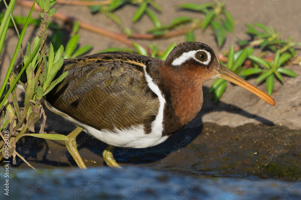 Greater painted-snipe - Rostratula benghalensis, wading in water with stones and water in background. Photo from Kruger National Park in South Africa. Greater painted-snipe - Rostratula benghalensis, wading in water with stones and water in background. Photo from Kruger National Park in South Africa.