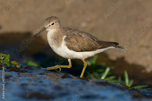 Common sandpiper - Actitis hypoleucos wading in water with brown background. Photo from Kruger Nationa Park in South Africa. photo