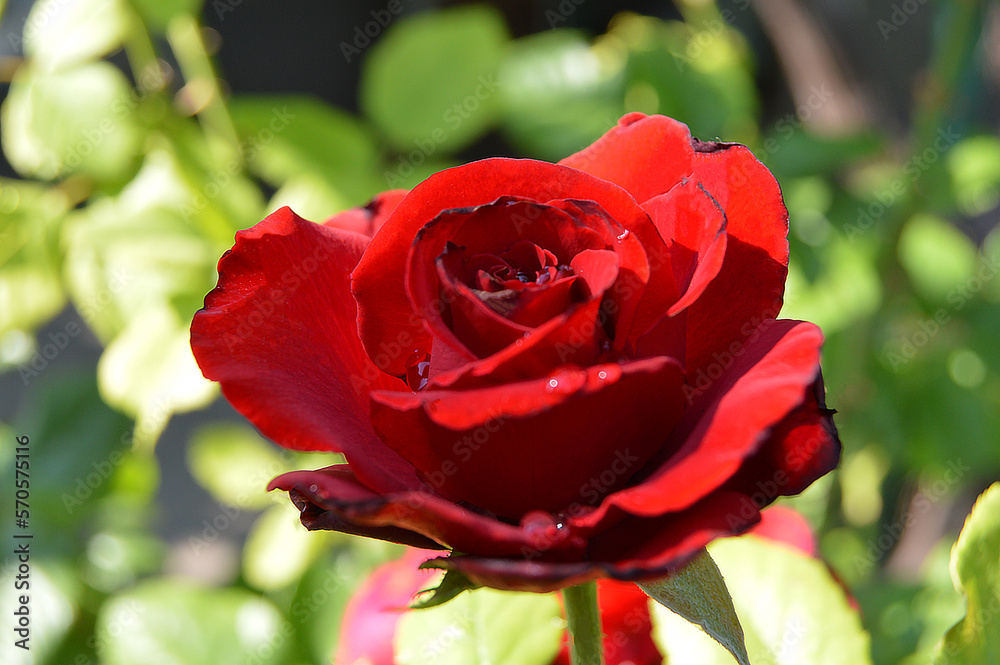 red rose in garden red rose in garden