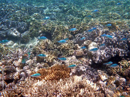coral reef in the Great Barier Reef, Australia