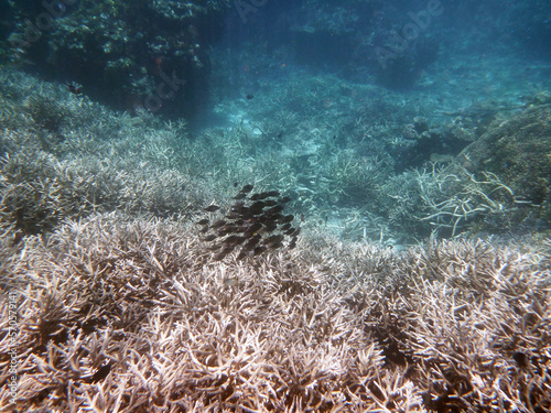 coral reef in the Great Barier Reef, Australia