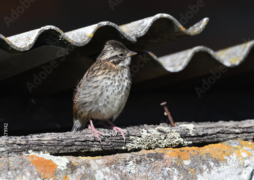 Rufous-collared sparrow on wall, Equador photo