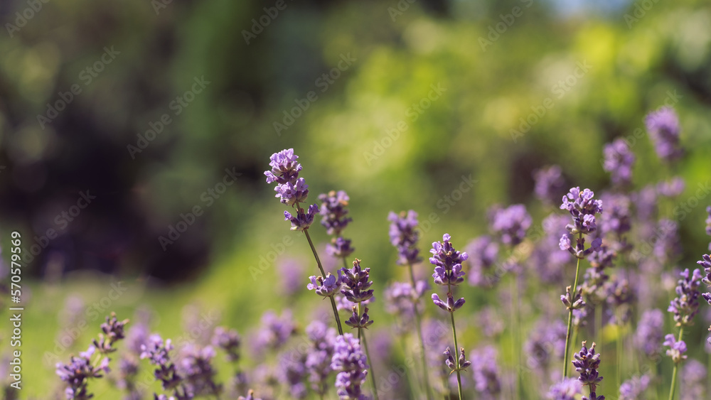 Obraz premium spring flowers