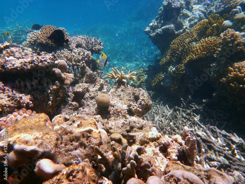 coral reef in the Great Barier Reef  Australia