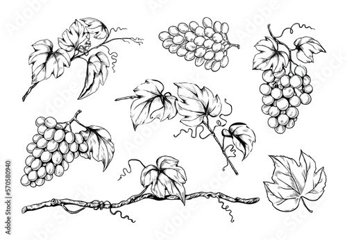 Ink grape set, hand drawn leaf on branches, organic wine. Vegetarian vineyard, sweet alcohol fruits, sketch style leaves, garden plants. Decorative elements. Vector isolated illustration
