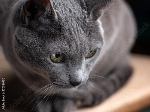 Russian Blue Cat Portrait