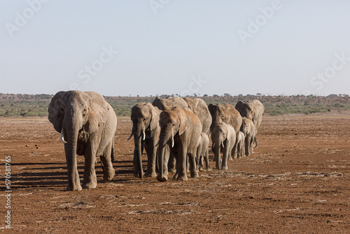 Photography parade of elephants