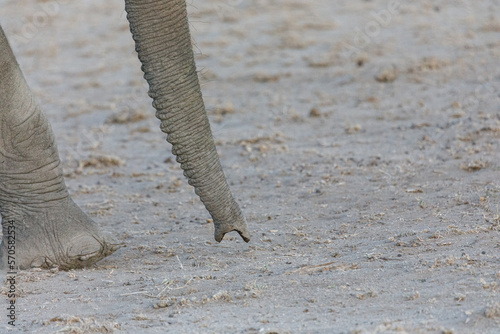 Photography closeup of an elephant trunk