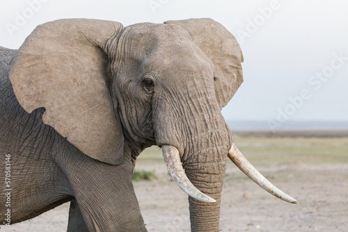 elephant on the savanah