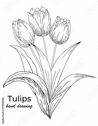 Beautiful realistic flowers, tulips. The composition is drawn by hand. Great idea for invitations, posters, cards, backgrounds, for printing and layout, etc.