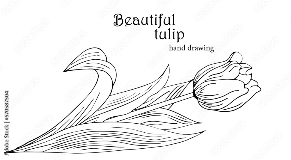 Fototapeta premium Beautiful realistic flowers, tulips. The composition is drawn by hand. Great idea for invitations, posters, cards, backgrounds, for printing and layout, etc.