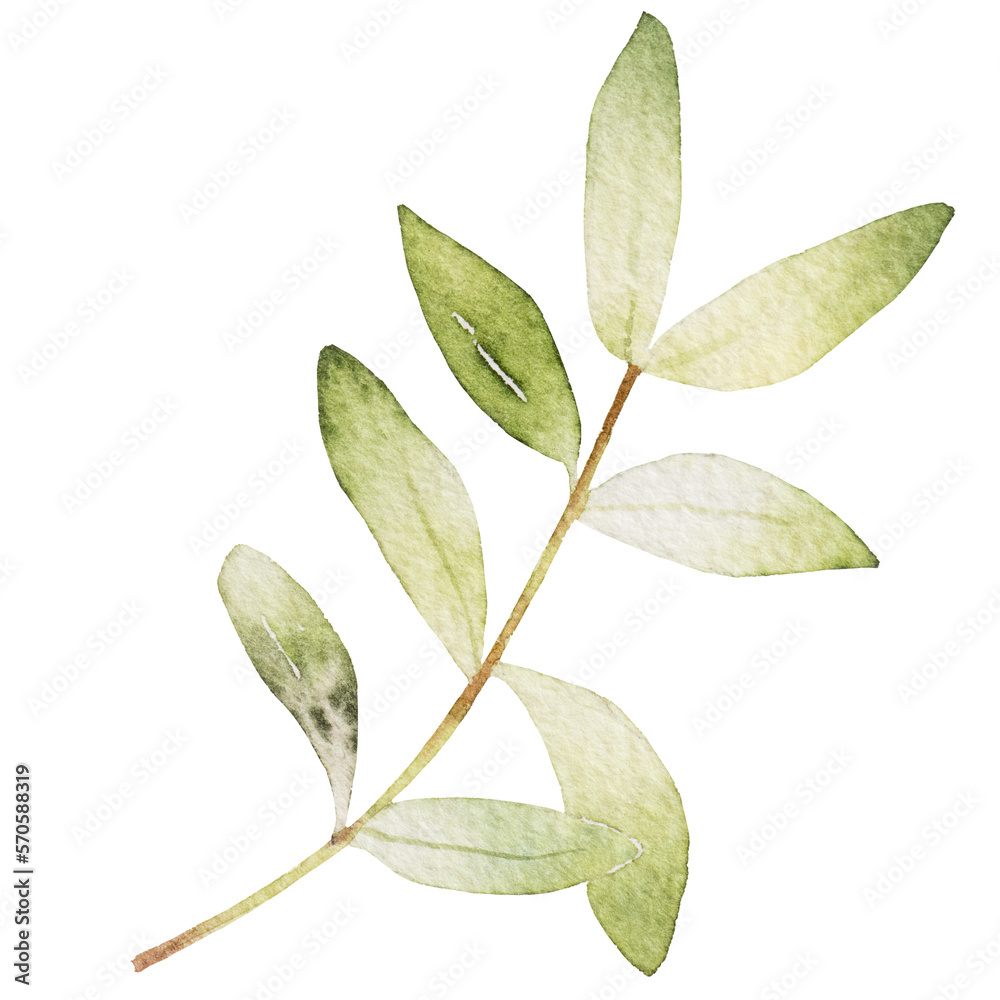 Fototapeta premium Natural leaf watercolor hand painted