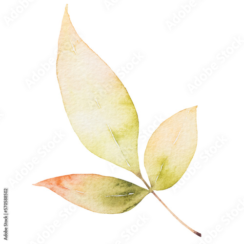 natural leaf watercolor hand painted