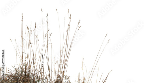 Dry coastal reed and grass isolated on white, natural winter photo