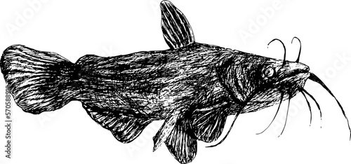 Bullhead catfish black and white vintage hand drawing realistic vectior