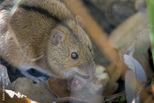 mouse in the grass