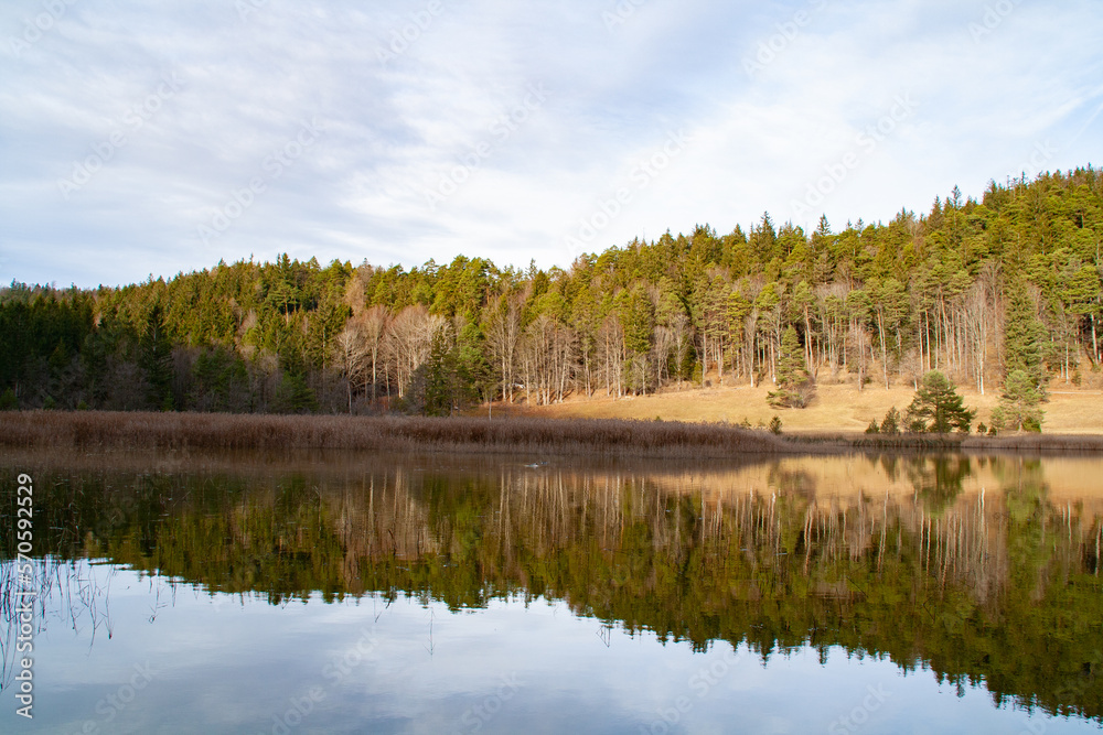 Fuessen, Germany - January 14th 2023: A forested hill mirroring in a small lake