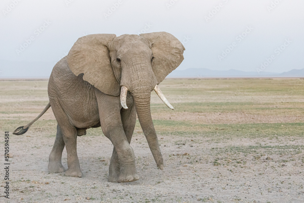 Obraz premium elephant on the savanah