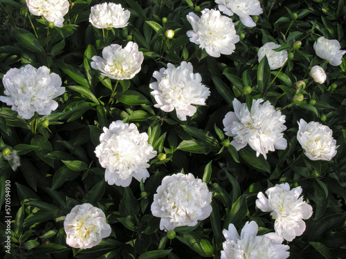  blooming white peony flowers in the flower-bed at the early morning