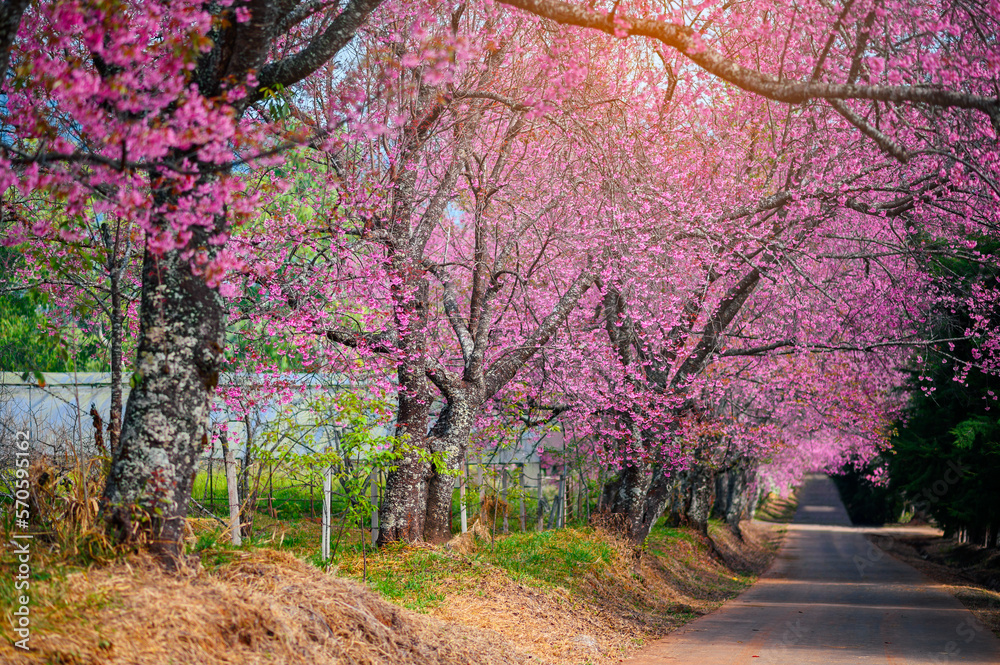 Spring Sakura flower or Cherry Blossom Path through a beautiful road ,Chiang mai ,Thailand Spring Sakura flower or Cherry Blossom Path through a beautiful road ,Chiang mai ,Thailand