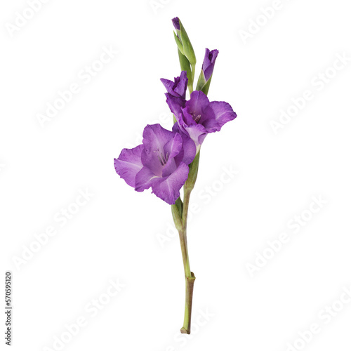 Fototapeta Naklejka Na Ścianę i Meble -  Purple gladiolus flower stem isolated on transparent background